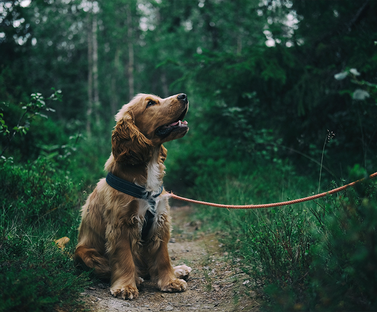 active outdoors dog