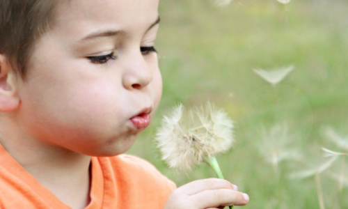 Boy blowing dandelions outside